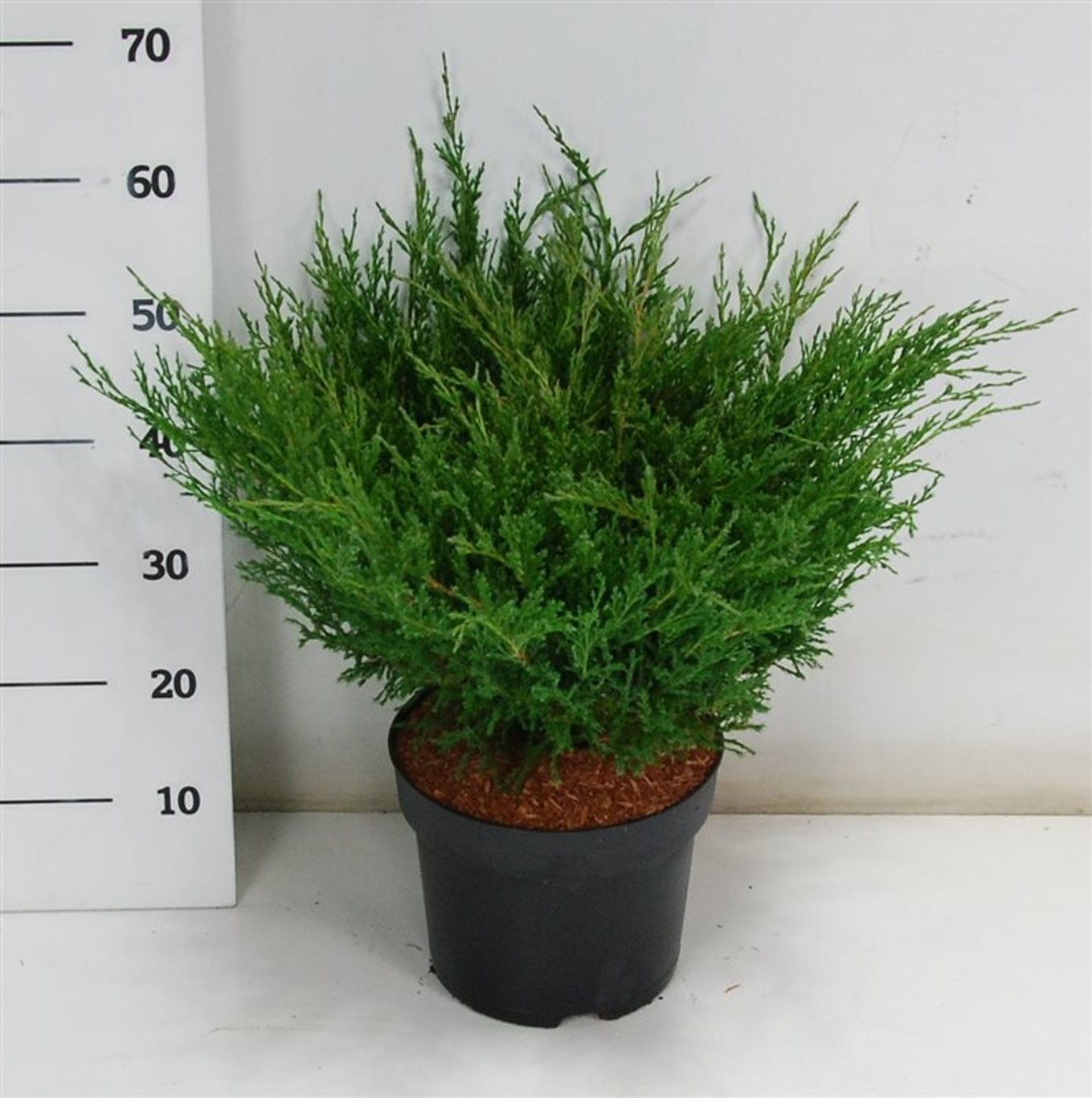 Juniperus h. 'Andorra Compact' - C7.5 40-50 CM